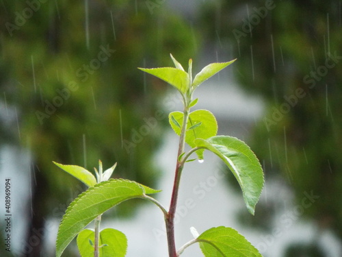 green leaves on a branch