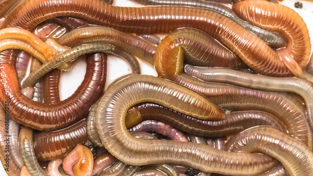 Many earthworms crawling together closeup photo Many earthworms crawling together closeup photo