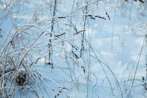 Wallpaper Mural plants in the snow Torontodigital.ca
