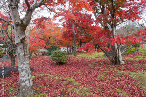 秋の京都 智積院の紅葉