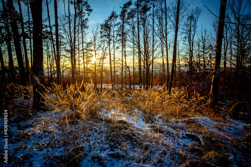 Golden Hour in the Winter Forest