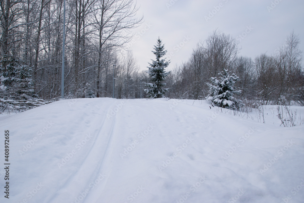Winter landscape with cross country ski tracks in snoy forest Winter landscape with cross country ski tracks in snoy forest