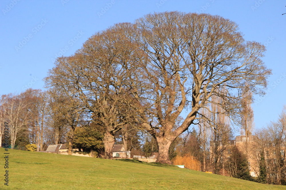 tree on a hill in England blue sky tree on a hill in England blue sky