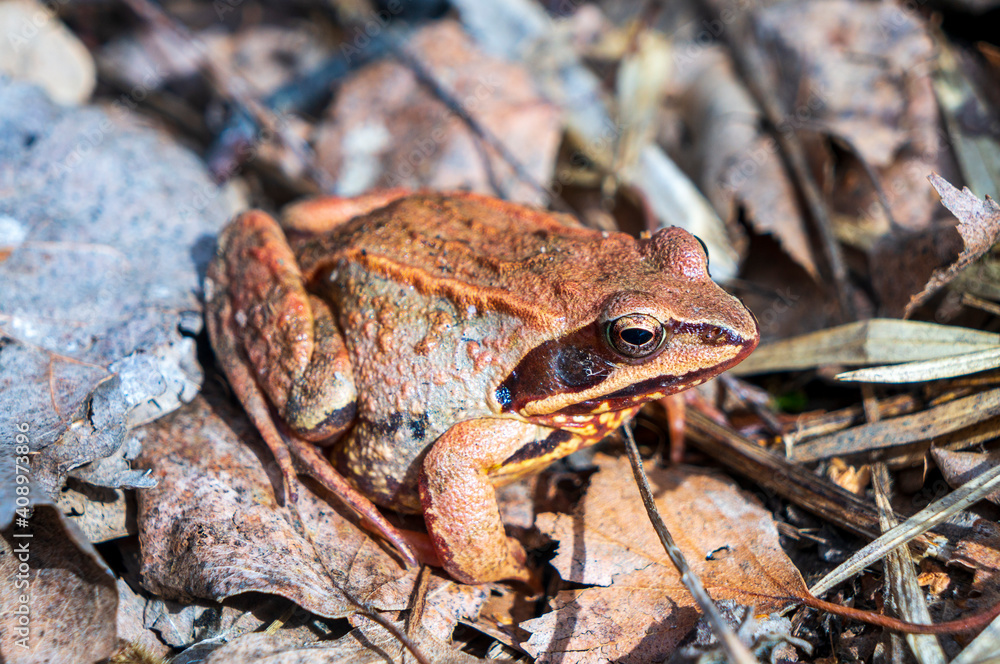Obraz premium The frog is basking in the spring sun.