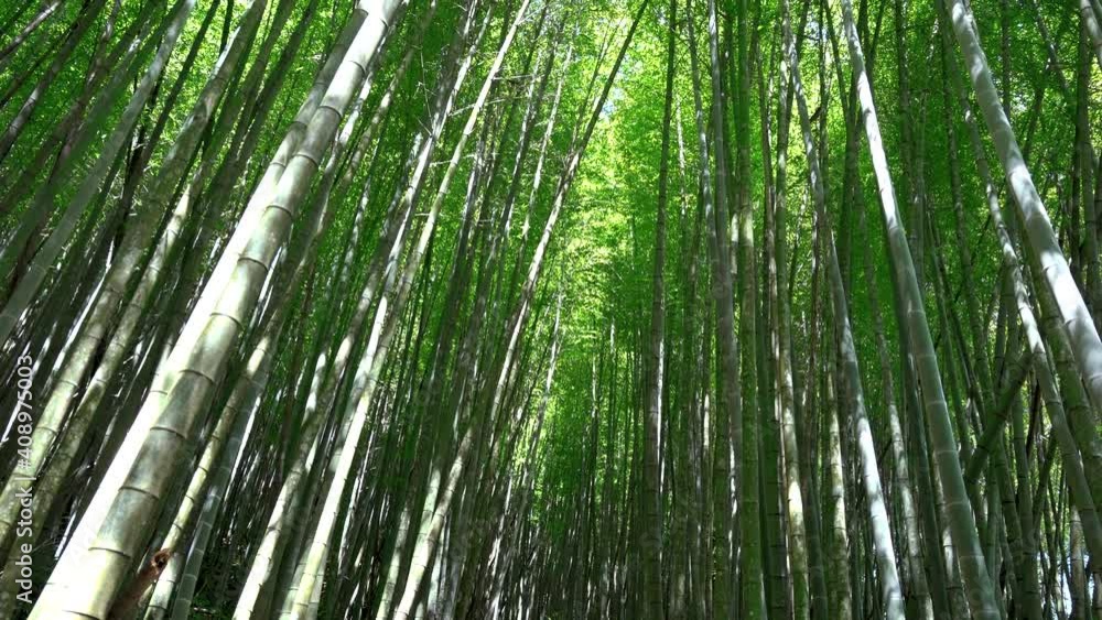 A green bamboo forest in the morning. The air is very fresh. Xiaoyeliu has a unique geological landscape, Taitung, Taiwan. A green bamboo forest in the morning. The air is very fresh. Xiaoyeliu has a unique geological landscape, Taitung, Taiwan.