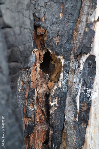  A hole in a tree made by a woodpecker.