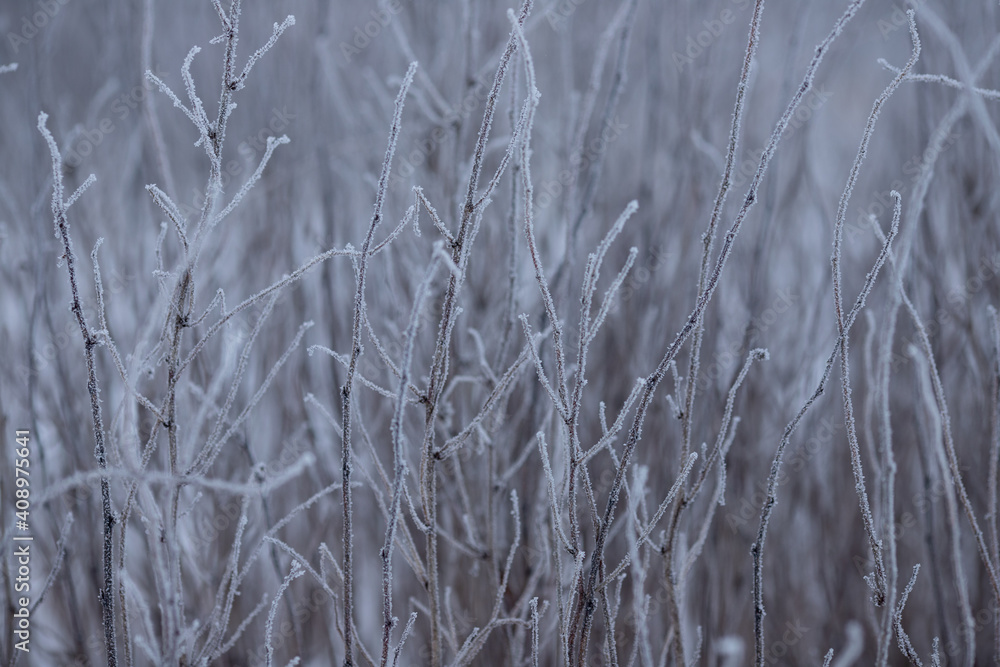 brown branches bushes trees covered with frost in winter on blurred texture background selective focus brown branches bushes trees covered with frost in winter on blurred texture background selective focus