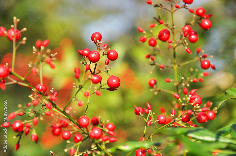 Obraz premium The red berry of japanese plants