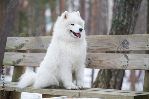 Samoyed white dog is sitting in the winter forest on a bench