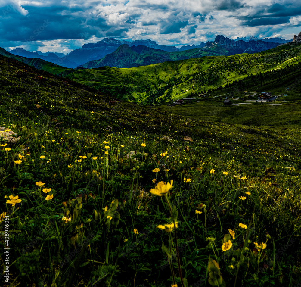 meadow with flowers in the mountains of the Dolomites