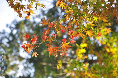 The colored leaves of autumn