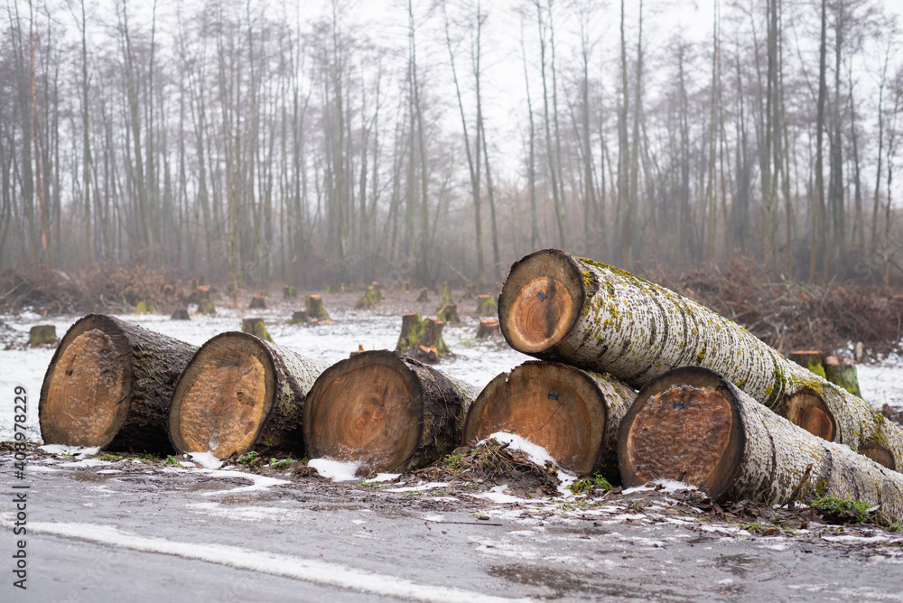 Trunks of a fallen tree on the roadside with many stumps in the background. Tree industry Trunks of a fallen tree on the roadside with many stumps in the background. Tree industry