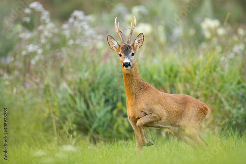 Fototapeta Naklejka Na Ścianę i Meble -  Roe deer, capreolus capreolus, buck walking on meadow in summer nature. Wild mammal with big antlers looking to the camera on fresh green grassland. Animal wildlife approaching with copy space.