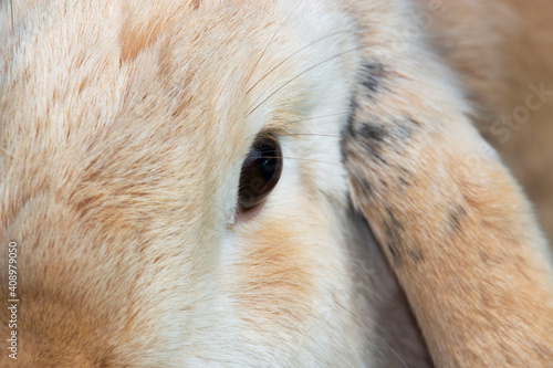 Close up lop eared rabbit