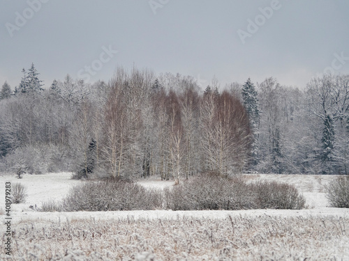 Fototapeta Naklejka Na Ścianę i Meble -  Piękna białowieska puszcza zimą