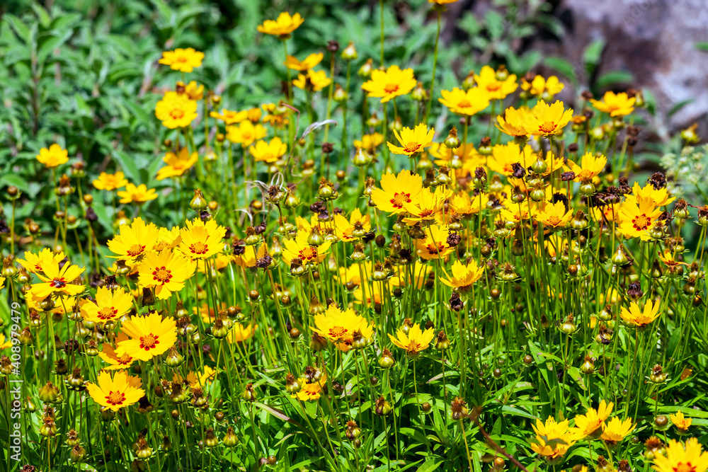 Coreopsis lanceolata 'Sterntaler' a summer flowering plant with yellow summertime flower from June until September and commonly known as tickseed, stock photo image Coreopsis lanceolata 'Sterntaler' a summer flowering plant with yellow summertime flower from June until September and commonly known as tickseed, stock photo image