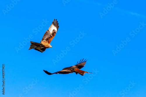 Red Kite  Milvus milvus  raptor bird of prey in flight at the feeding centre in South Wales with a blue sky  stock photo image