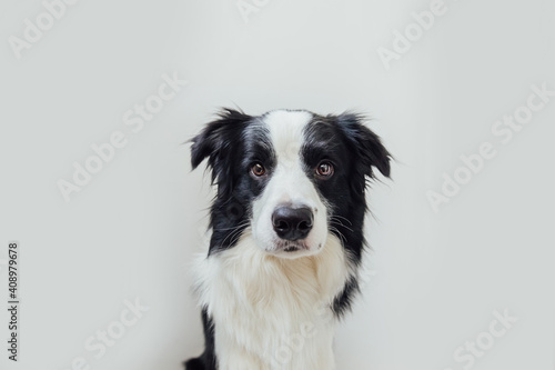 Funny studio portrait of cute smiling puppy dog border collie isolated on white background. New lovely member of family little dog gazing and waiting for reward. Pet care and animals concept. © Юлия Завалишина