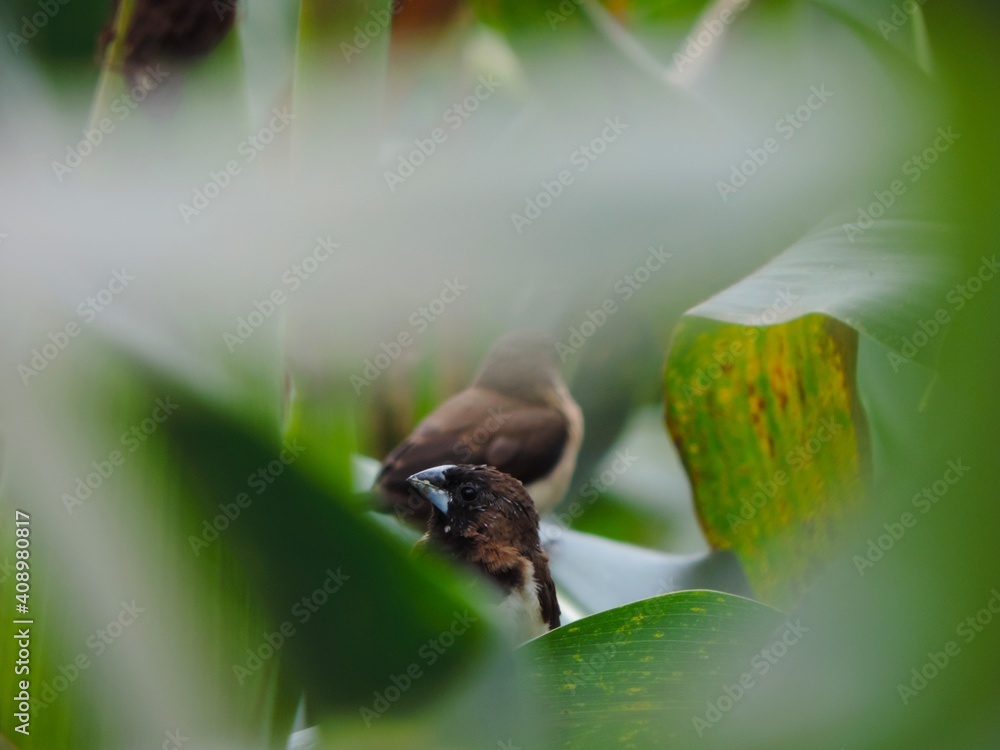 photo of the sparrow on the leaf, the scientific name of the sparrow is Estrildidae photo of the sparrow on the leaf, the scientific name of the sparrow is Estrildidae