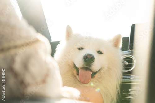 Cute Samoyed dog inside a modern car during a road trip
