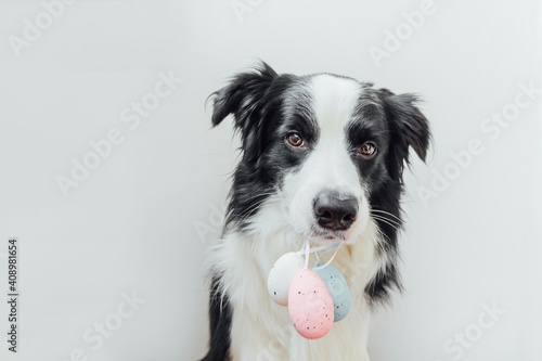 Happy Easter concept. Preparation for holiday. Cute puppy dog border collie holding Easter colorful eggs in mouth isolated on white background. Spring greeting card. © Юлия Завалишина