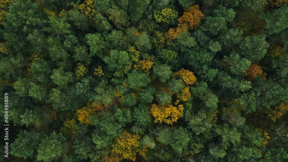 Aerial top view of a large autumn forest overgrown with yellow and green trees