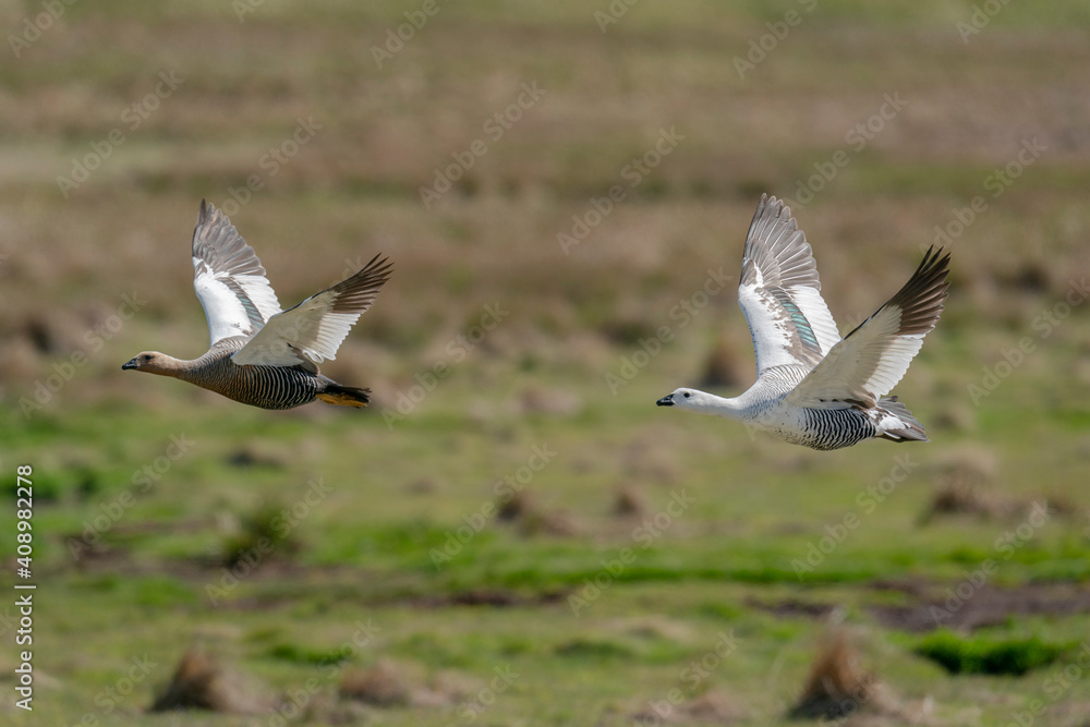 The upland goose or Magellan goose (Chloephaga picta)