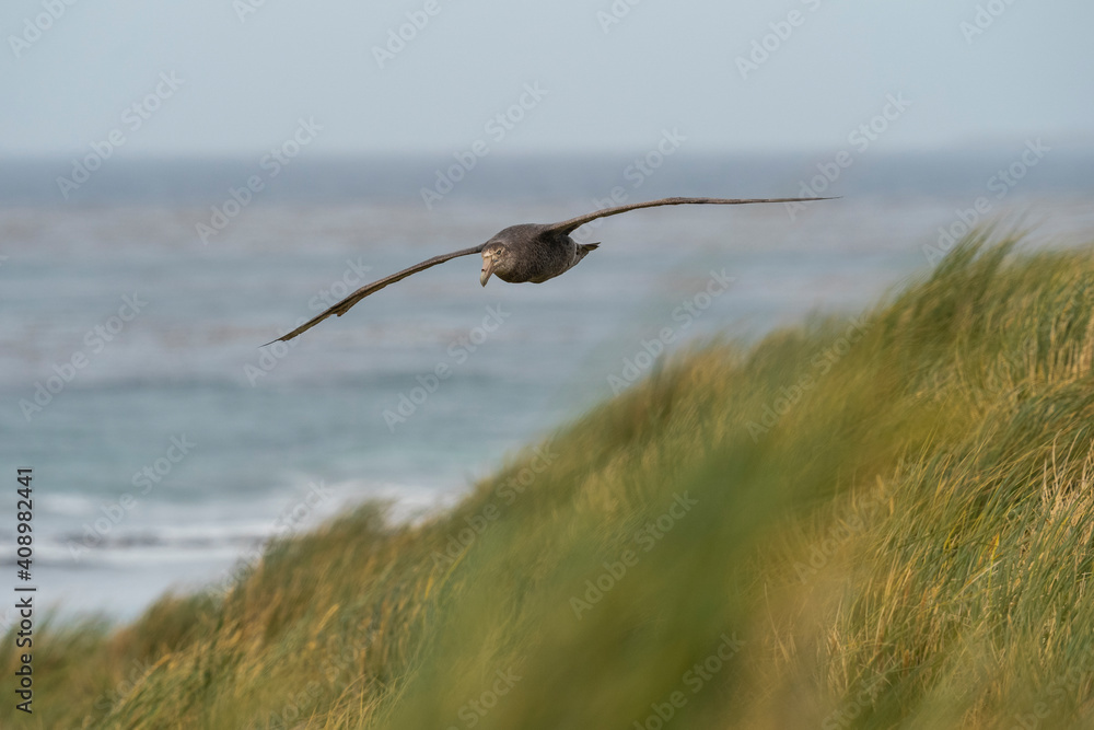 The southern giant petrel (Macronectes giganteus), also known as the Antarctic giant petrel The southern giant petrel (Macronectes giganteus), also known as the Antarctic giant petrel