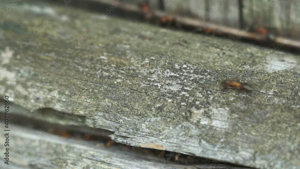 ant group of carpenter ants or black anti insect. selective focus ant group of carpenter ants or black anti insect. selective focus