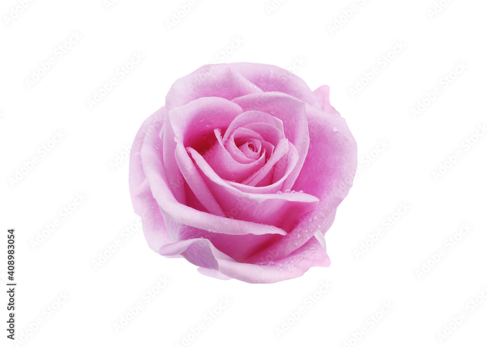 Pink rose isolated on white background, soft focus. Pink rose isolated on white background, soft focus.