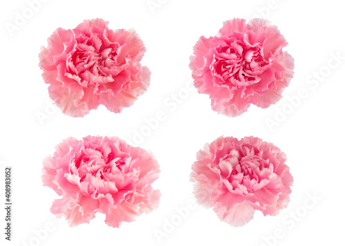 4 pink carnations on white