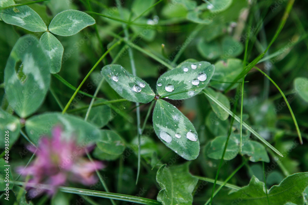 trifolium pratense red clover leaf with rain drops trifolium pratense red clover leaf with rain drops