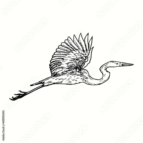White heron Great egret, Ardea alba flying, side view. Ink black and white doodle drawing in woodcut outline style. Vector illustration