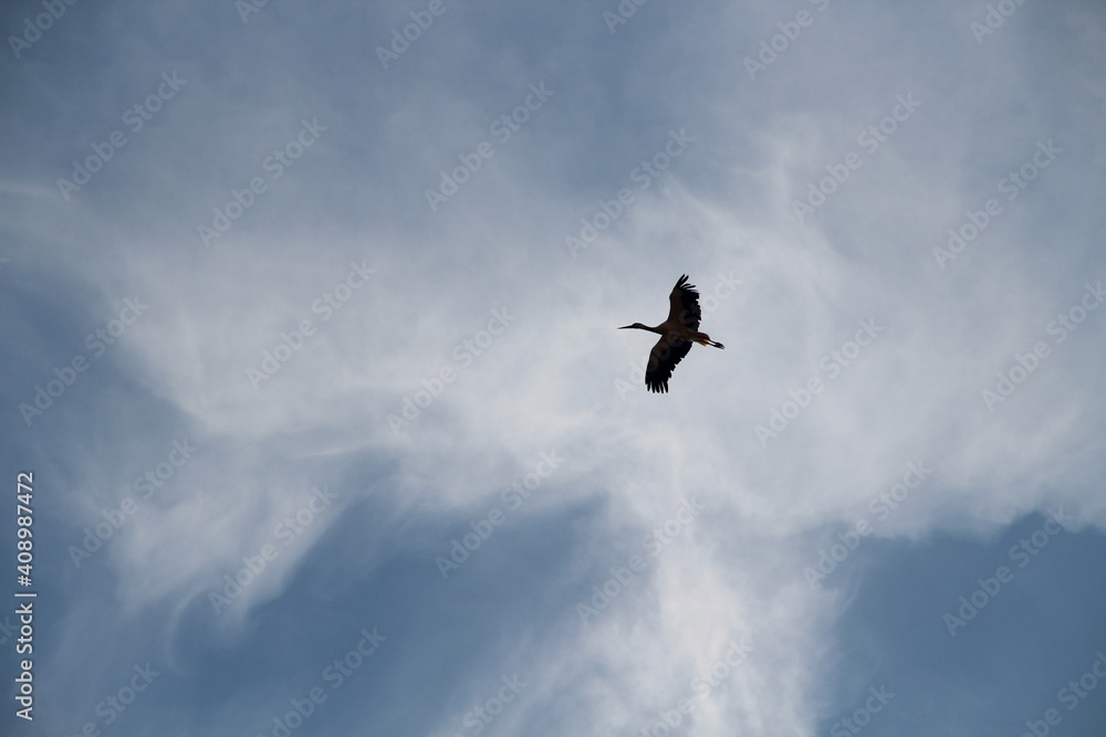 white stork flying