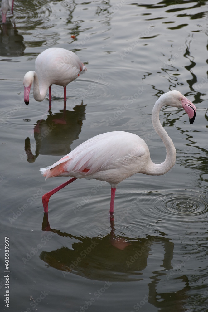 Pink flamingos in the lake of the zoo.	