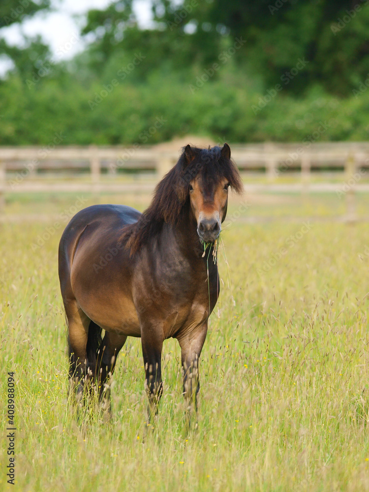 Obraz premium Exmoor Pony