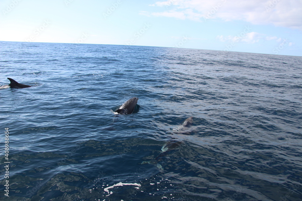 Fototapeta premium Wild Dolphins Atlantic Ocean 