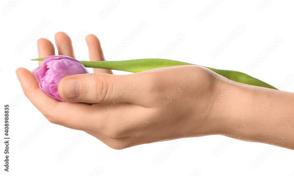 Female hand with tulip flower on white background Female hand with tulip flower on white background