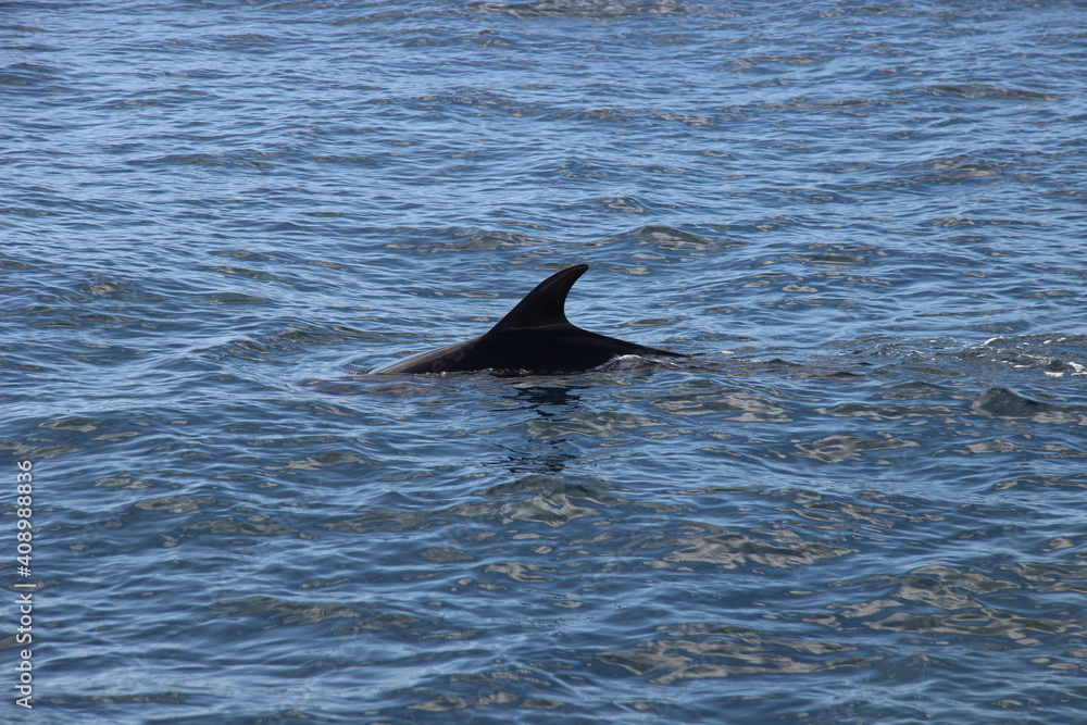 Fototapeta premium Wild Dolphins Atlantic Ocean 