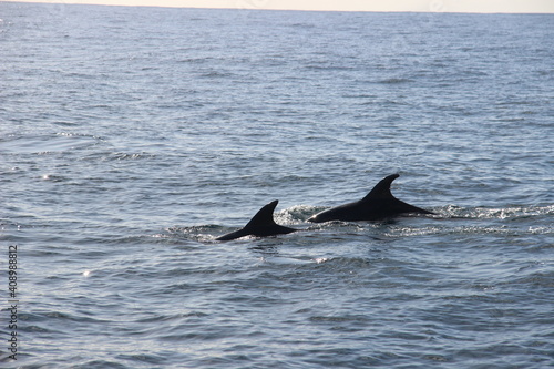 Wild Dolphins Atlantic Ocean  © Tiago