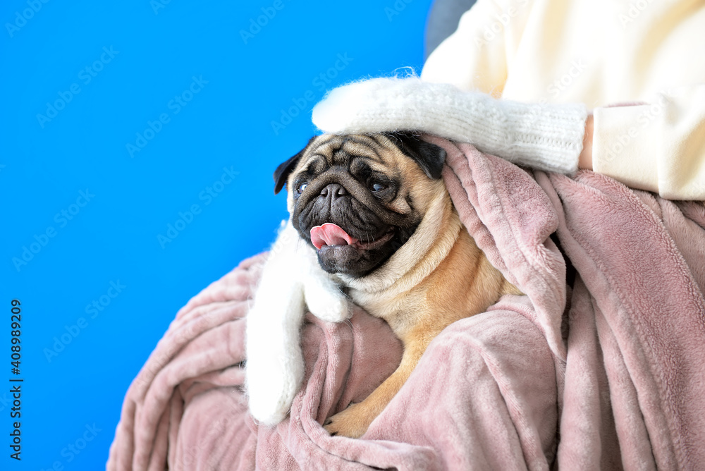 Owner with cute pug dog at home. Concept of heating season