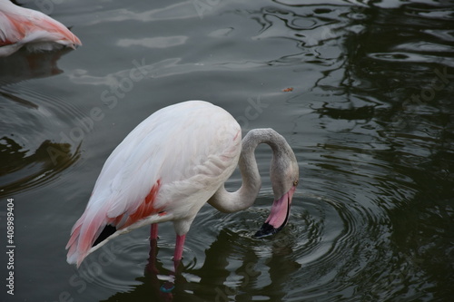 Close up of pink flamingo in lake of the zoo.