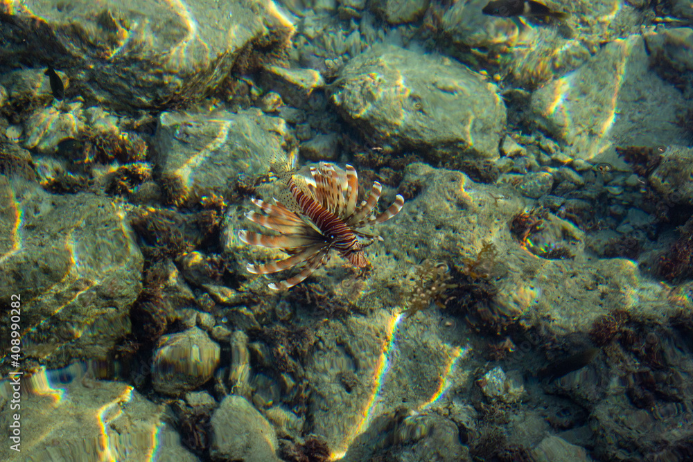 big bright fish swims in the sea big bright fish swims in the sea
