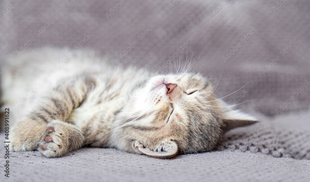 Cute tabby kitten lies on gray soft sofa. Cat rest on its back napping on bed. Comfortable pet sleeping in cozy home. Long web banner Cute tabby kitten lies on gray soft sofa. Cat rest on its back napping on bed. Comfortable pet sleeping in cozy home. Long web banner