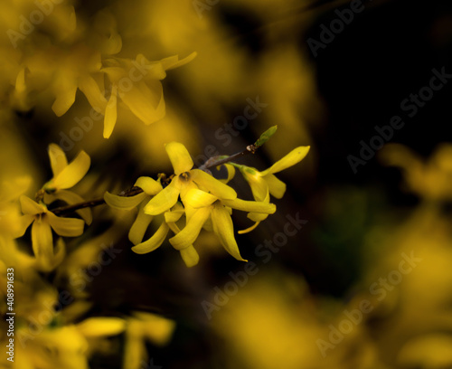 yellow laburnum flowers
