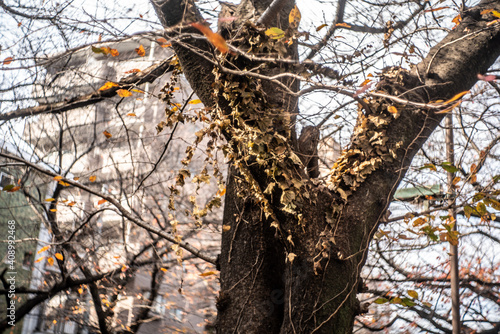 Zelkova trees lining Koshu Kaido in Setagaya Ward_01 photo