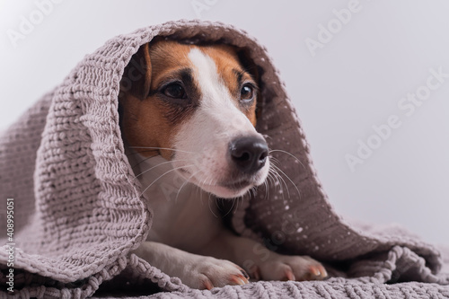 A cute little dog lies covered with a gray plaid. The muzzle of a Jack Russell Terrier sticks out from under the blanket © Михаил Решетников