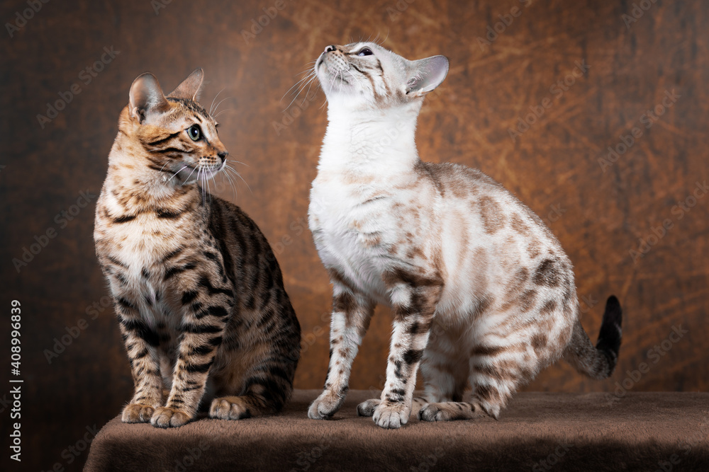 Edel und imposant Bengalkatzen Katze Kitten Bengalen