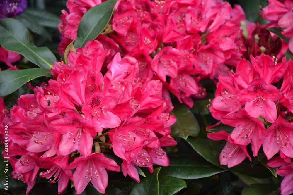 Rhododendron flowers. Rhododendron catawbiense grandiflorum. Wilgens ruby and roseum elegans blossom. Beautiful fresh flowers. Garden, park or wild nature plant. Rhododendron flowers. Rhododendron catawbiense grandiflorum. Wilgens ruby and roseum elegans blossom. Beautiful fresh flowers. Garden, park or wild nature plant.