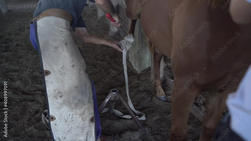 A blacksmith filing down nail of horse in preparation for shoeing a horse.blacksmith using hammer to put horseshoe on hoof of horse near stable on ranch